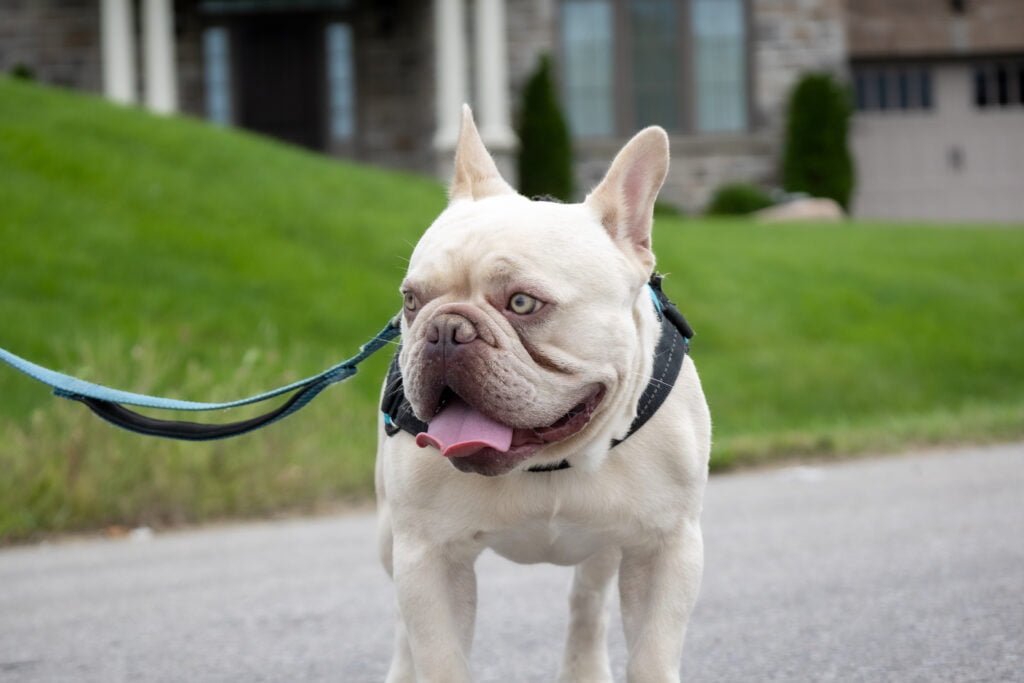 Platinum French Bulldog Stud Astro