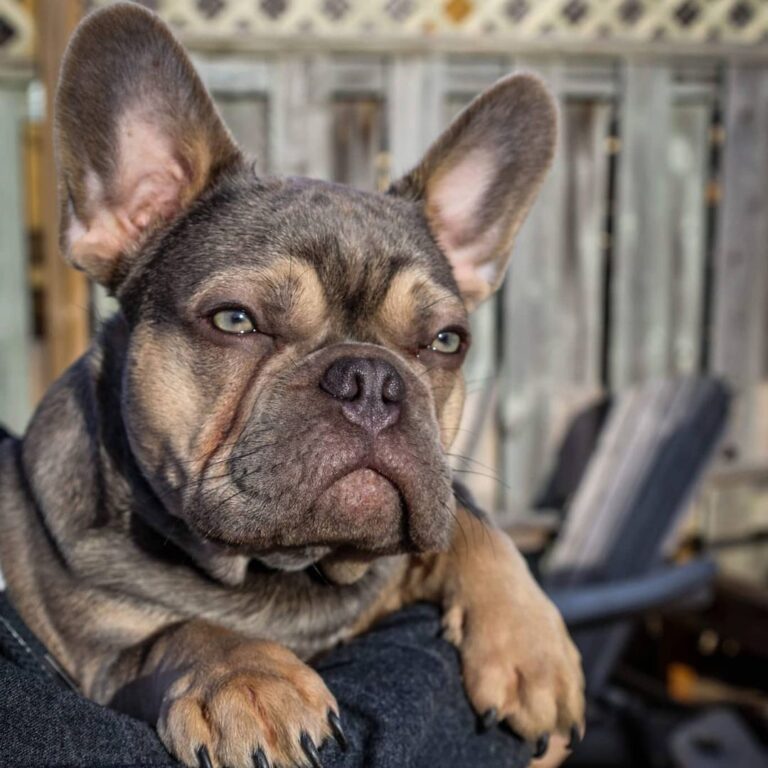 Fawn Frenchie