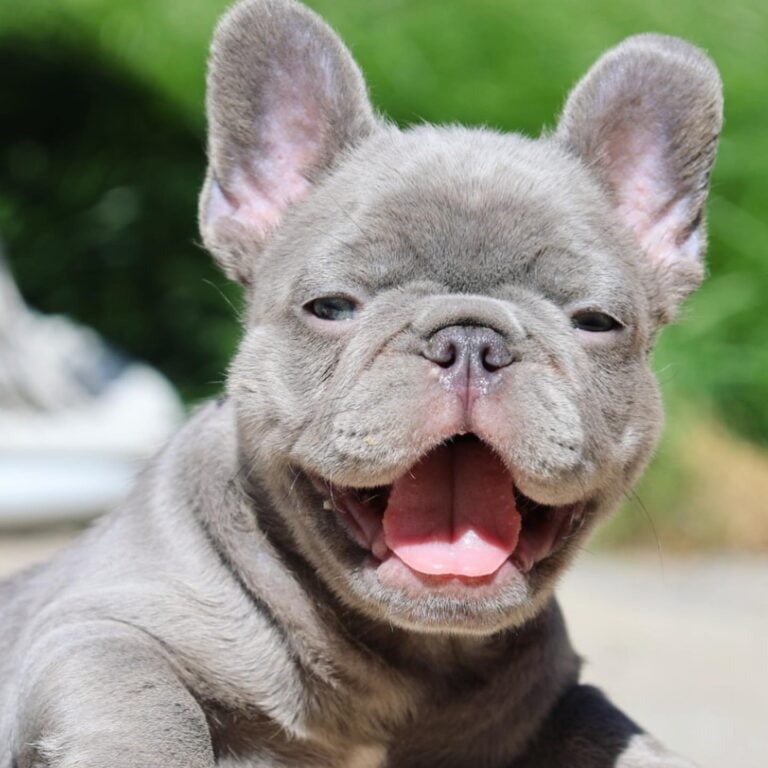 Understanding the Unique French Bulldog Breed
