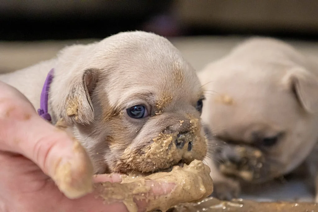 Frenchie Puppy Eating
