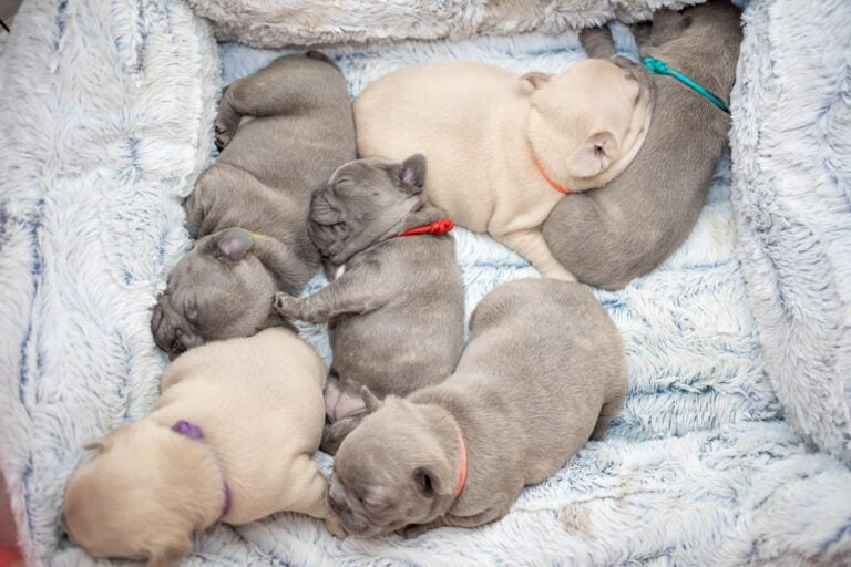 How to Breed French Bulldogs
