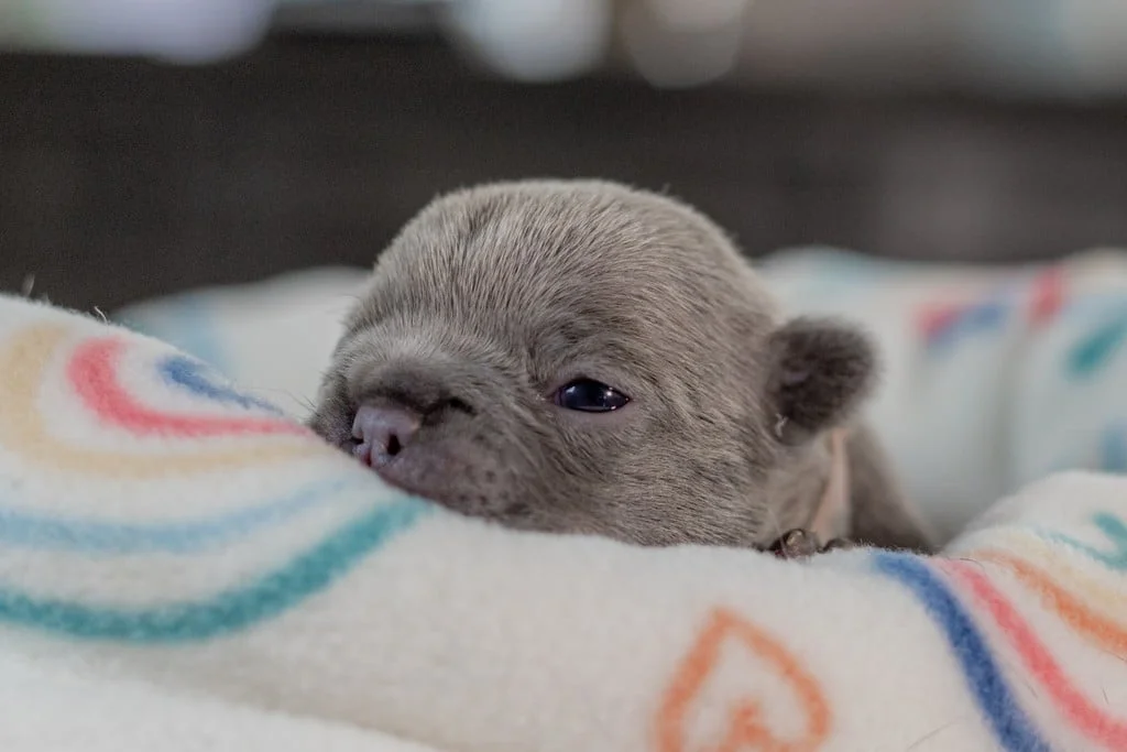 Frenchie Pup