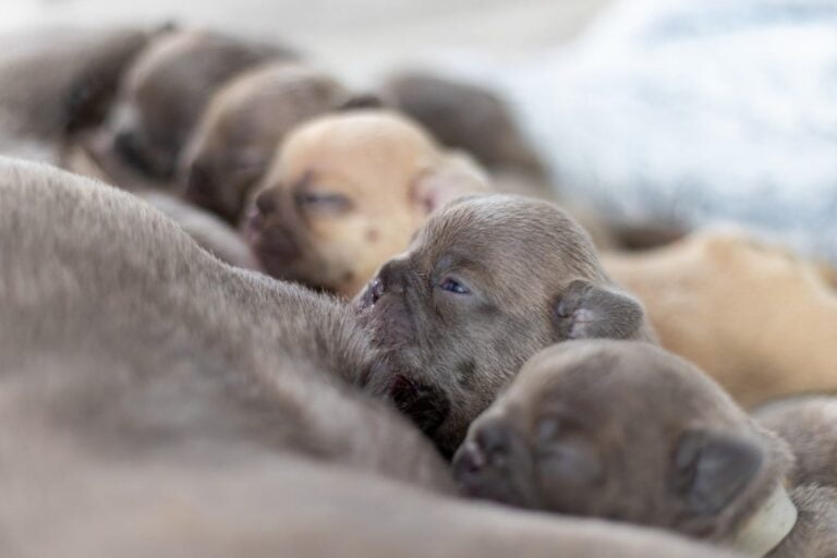 French Bulldog Puppies Nursing