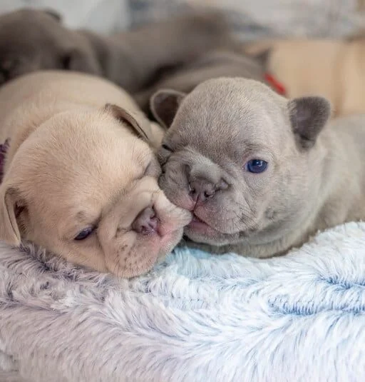 Puppy biting Puppy
