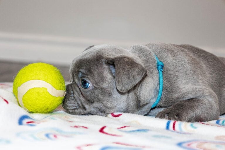 Lilac French Bulldog