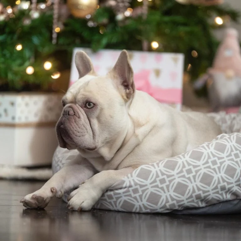 How to Test Your Frenchies DNA for Health and Color