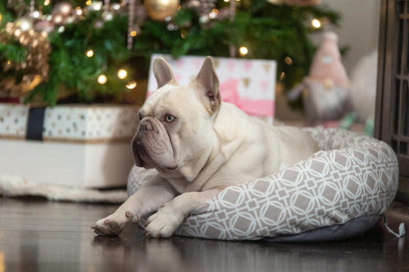 Platinum French Bulldog Stud Astro
