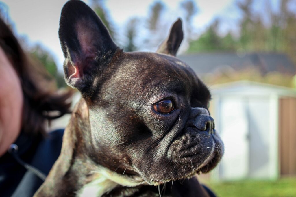 Standard Black Brindle French Bulldog
