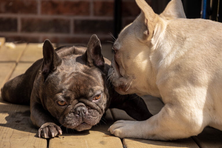 Male Vs Female Frenchies: Understanding the Differences