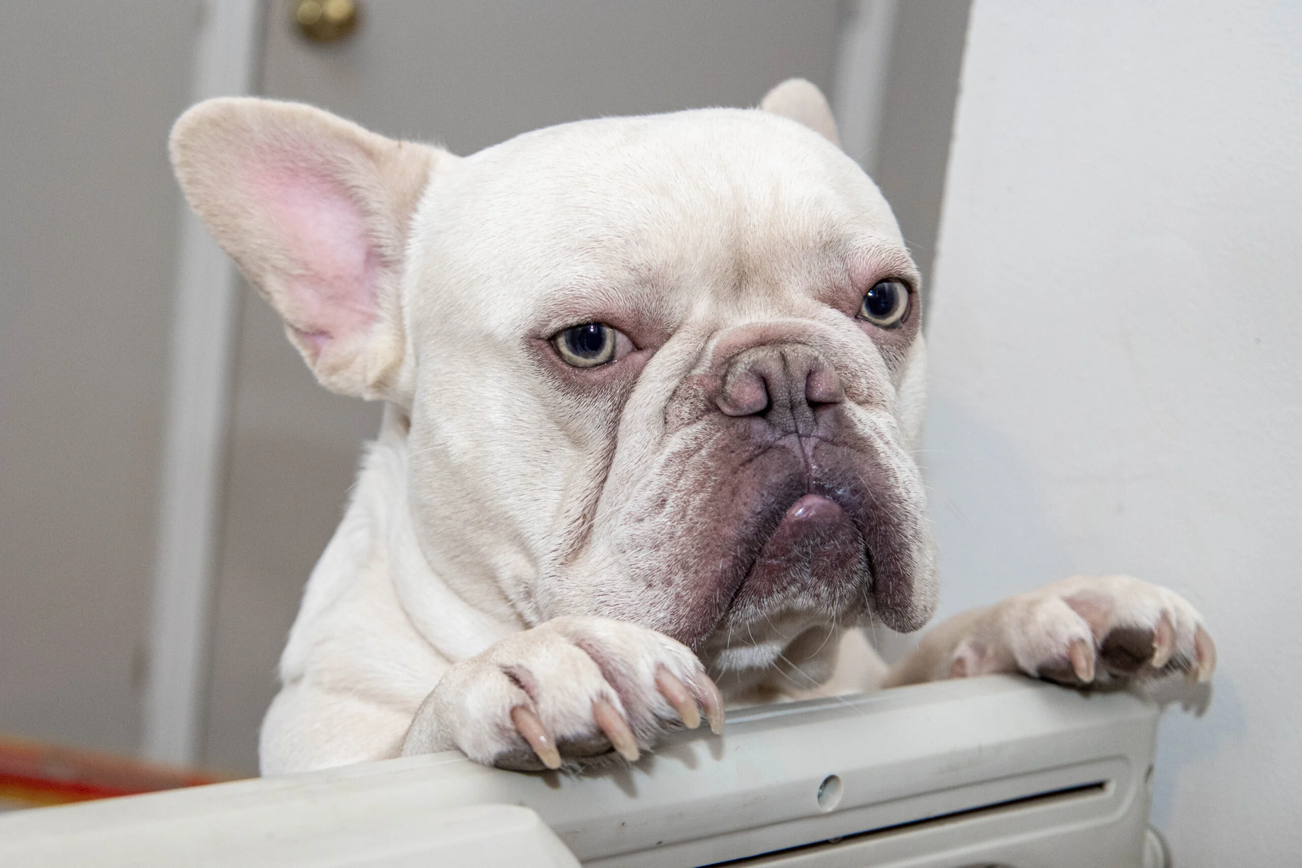 Best dog food for bulldogs with gas sale