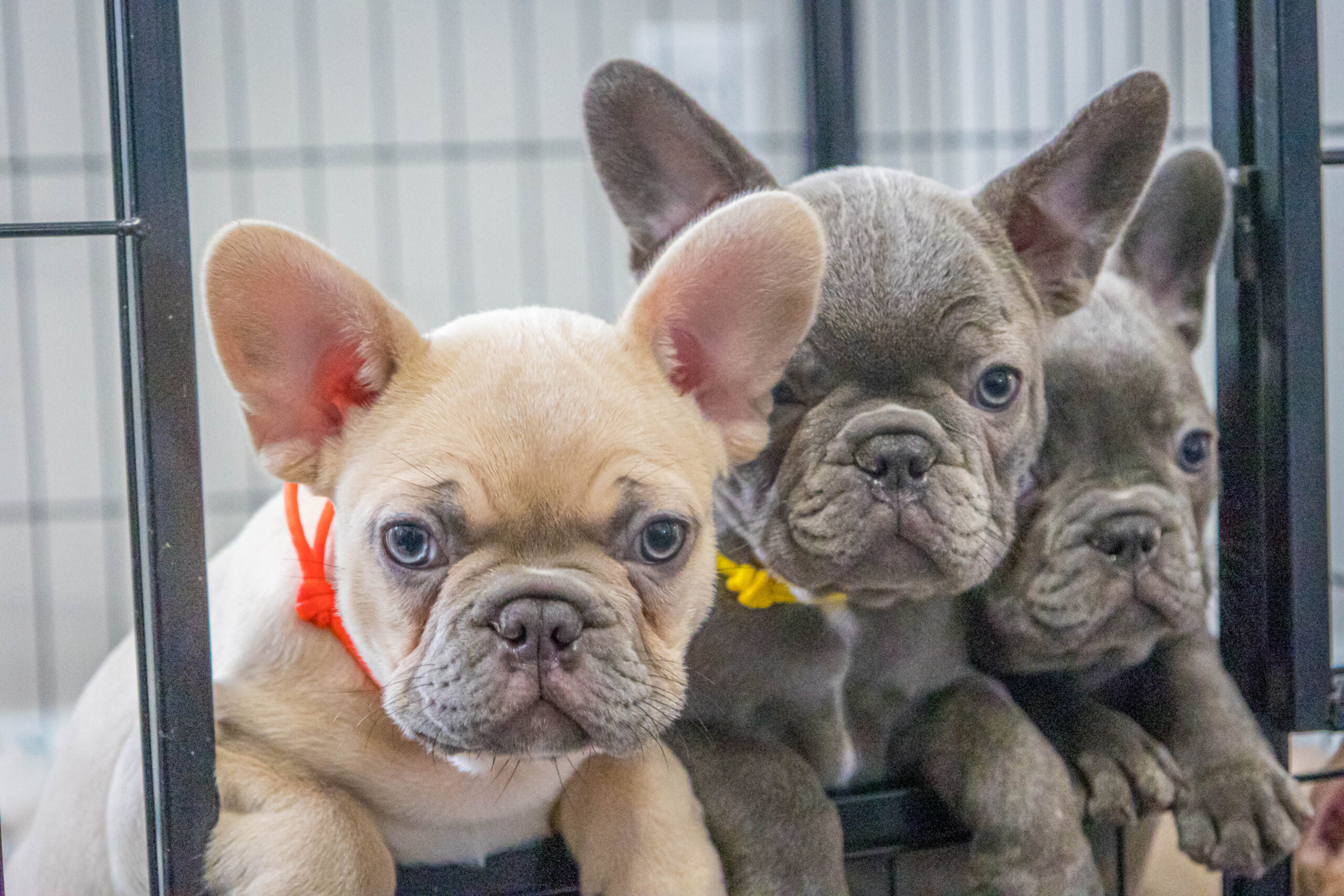 Various French Bulldog Colors of Puppies