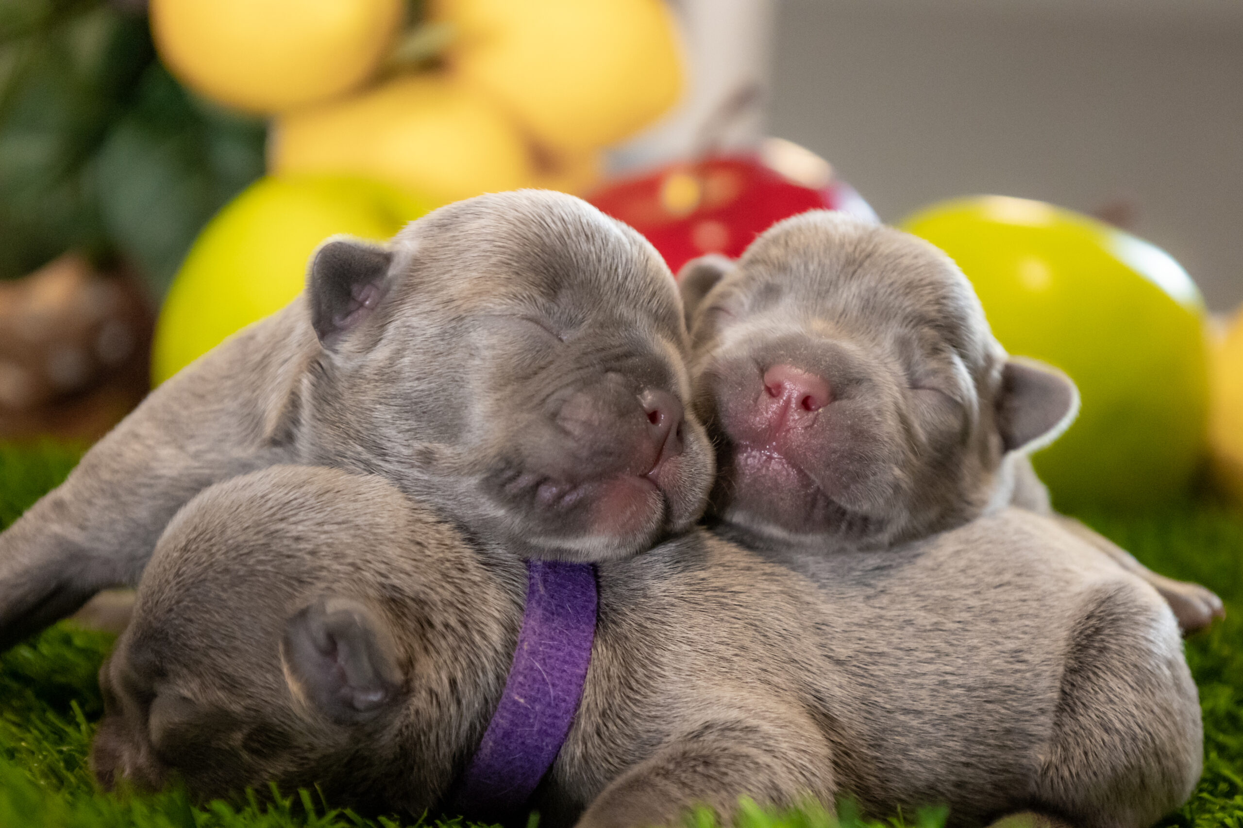French Bulldog Puppies