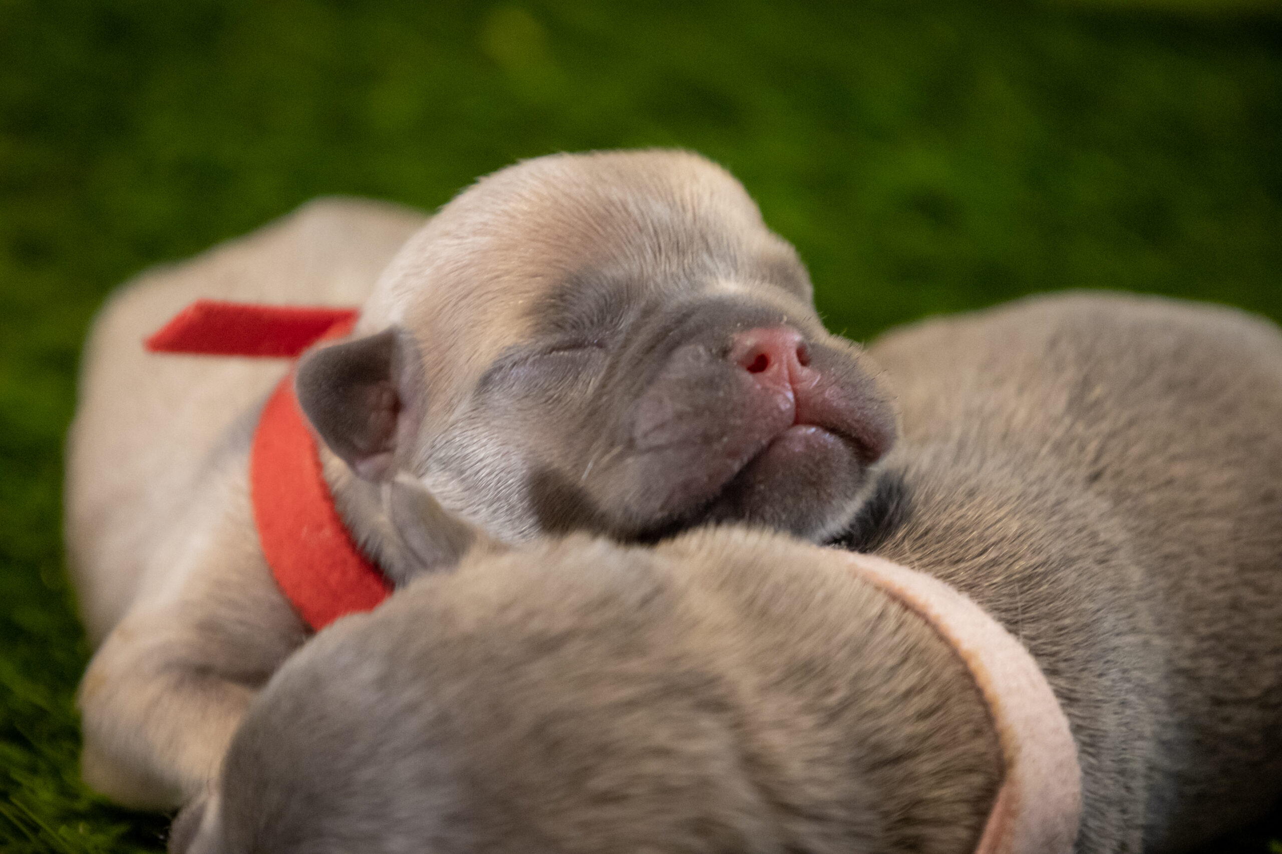 Frenchie Puppy Cuddling with Littermate