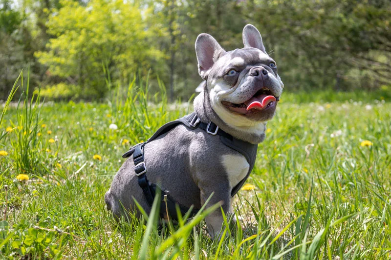 French Bulldog sitting in the grass.