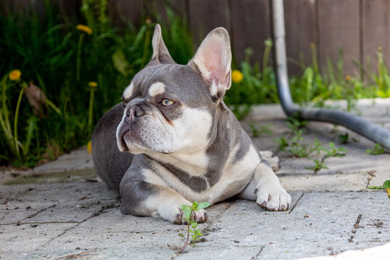 Lilac and Tan French Bulldog Stud Aries sits under a trampoline.