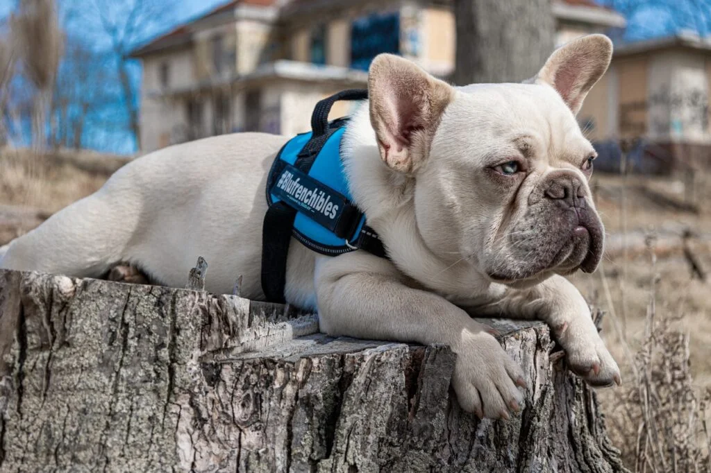Astro the platinum lilac french bulldog who appears which is sitting on a tree stump.