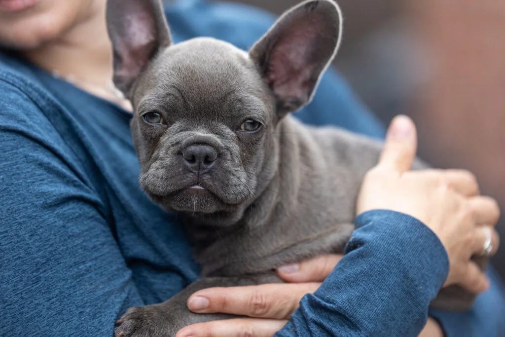 French Bulldog Cuddling with a human