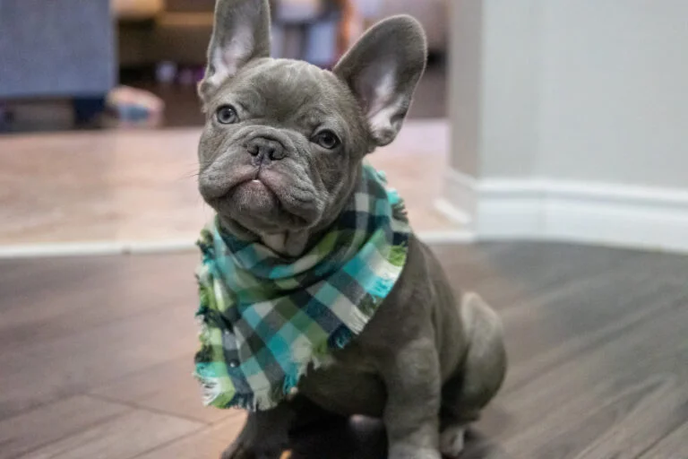 What is a French Bulldog Producer in Breeding?