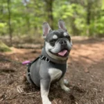 French Bulldog in the Woods