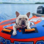 French Bulldog in a water tube