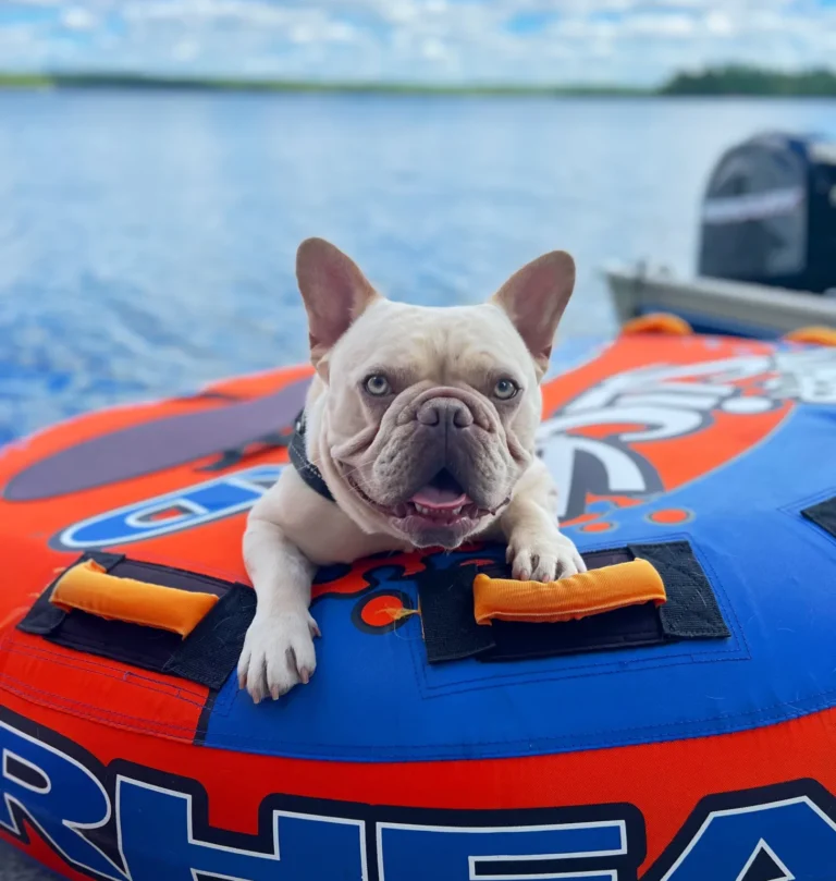 French Bulldog in a water tube