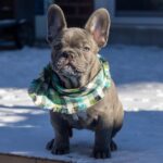 A lilac french bulldog sits on a deck in the winter.