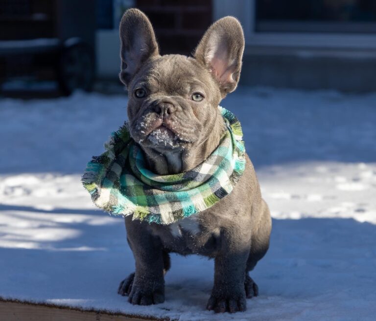 A lilac french bulldog sits on a deck in the winter.