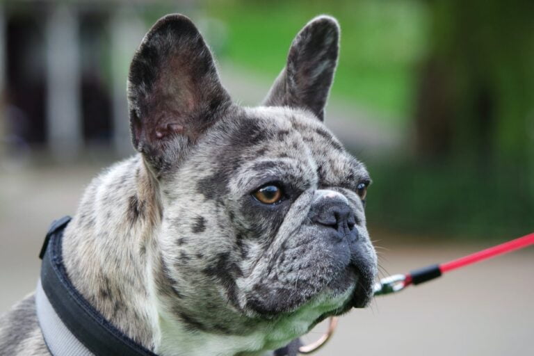 photo of a bulldogs head