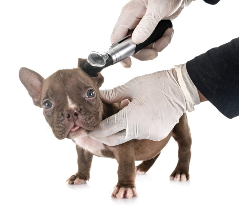 Essential Guide to Grooming Your French Bulldog: From Bath Time to Nail Clipping