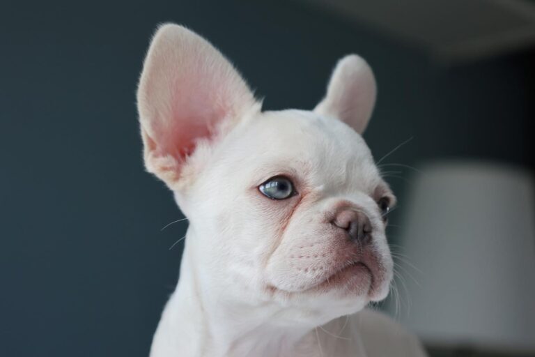 Lilac Platinum Puppy