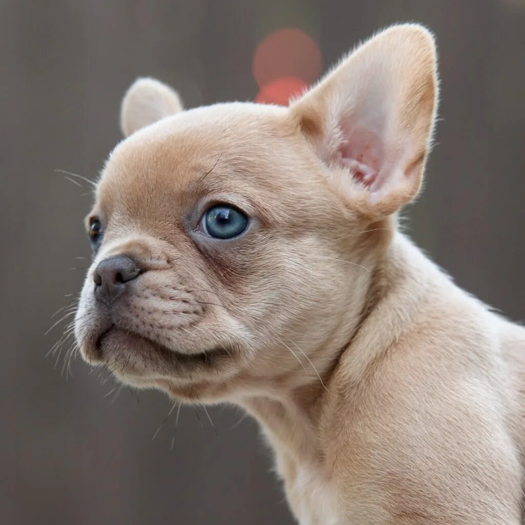 frenchbulldogぺージ JXK 1/6 French Bulldog Figure – Lana Time Shop
