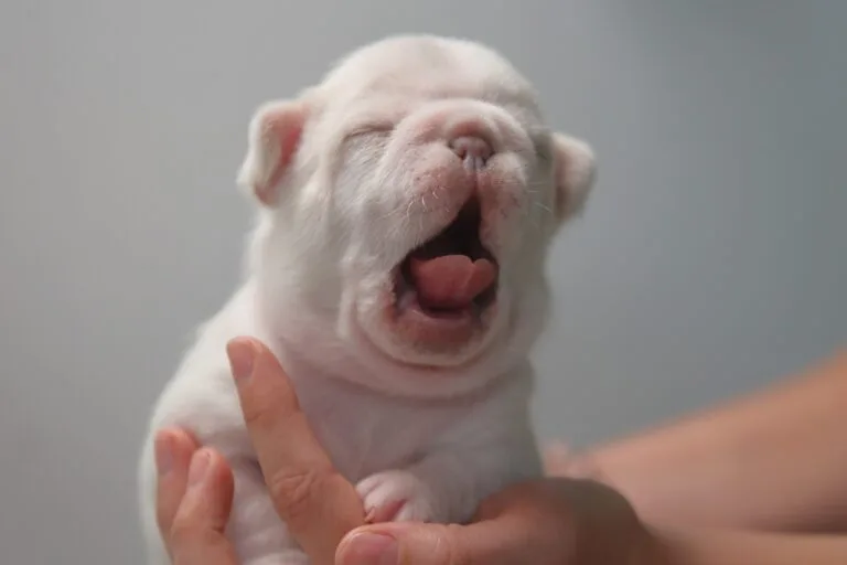 Puppies Have Arrived – Harper & Aries Litter!