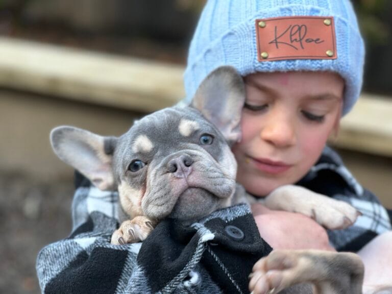 Revolutionizing French Bulldog Breeding: The BluFrenchibles Program