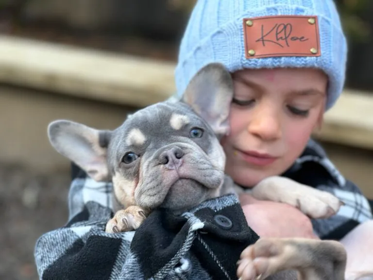 Revolutionizing French Bulldog Breeding: The BluFrenchibles Program
