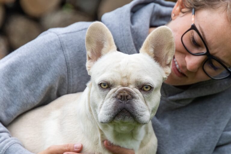 Titan AKC-Registered French Bulldog Stud