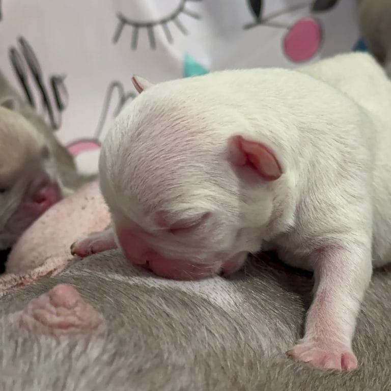 Exciting News Nova and Aries First Litter Has Arrived
