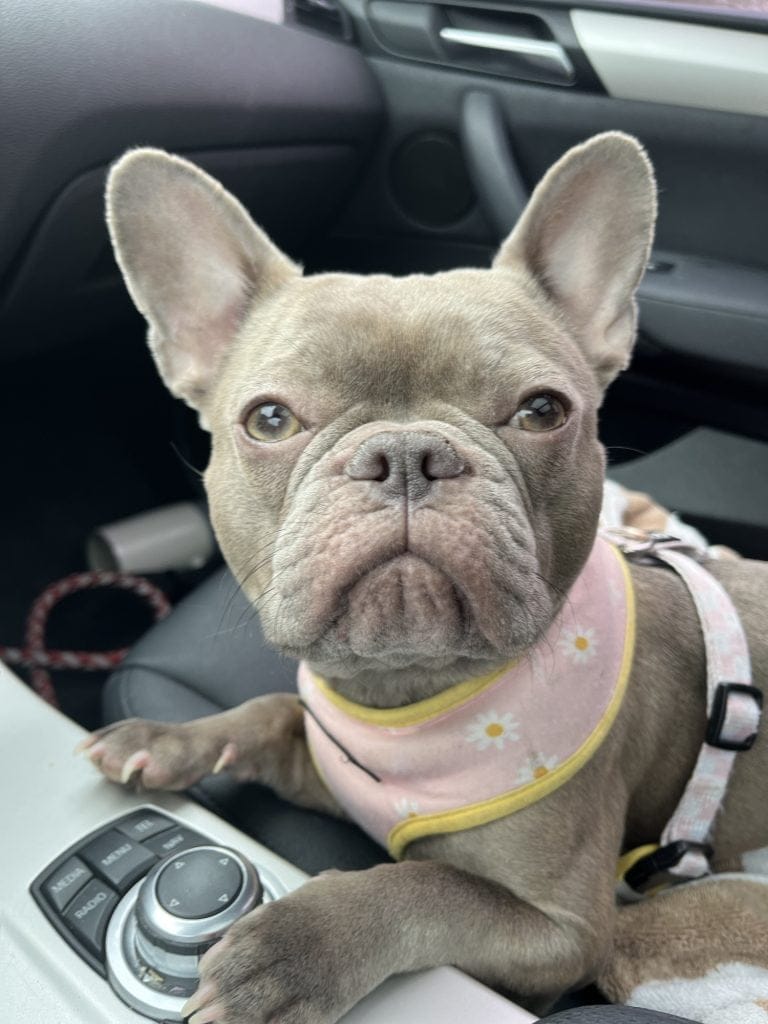 Daisy: Our Stunning Lilac Brindle French Bulldog Dam
