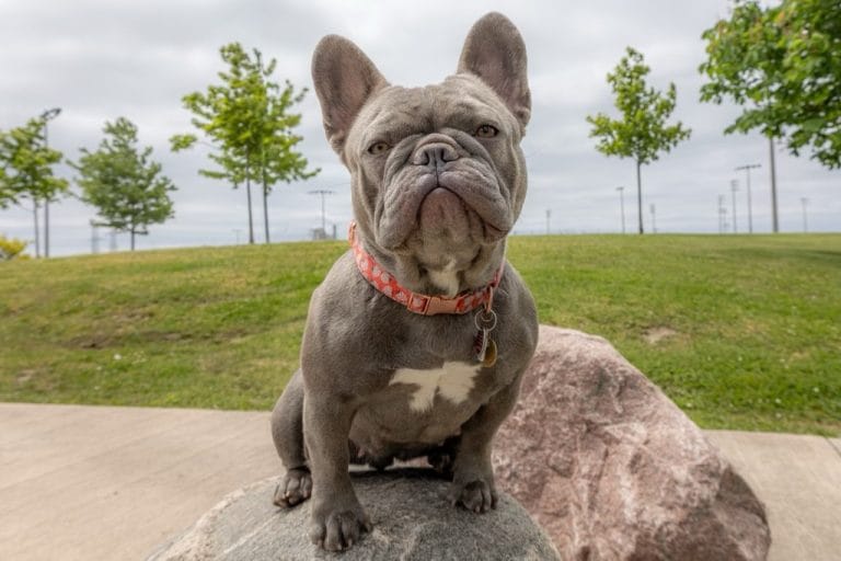 French Bulldog Stud Service California | Proven Semen Shipping
