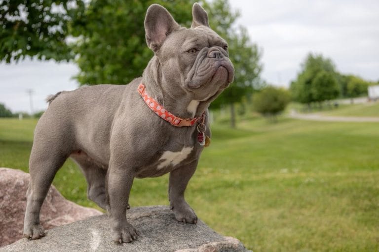 Nova: Our Exceptional Lilac French Bulldog Dam