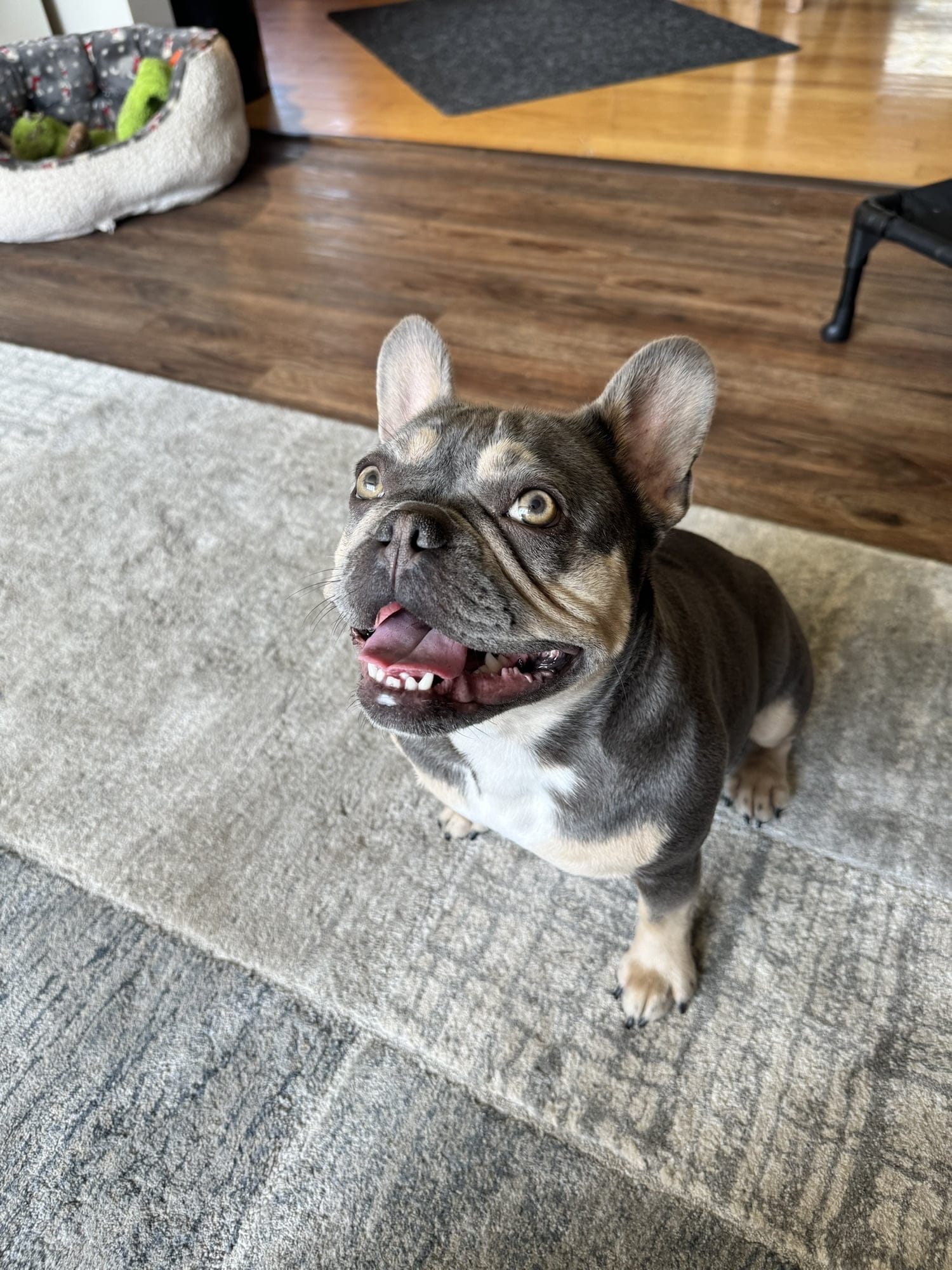 Harper: Our Remarkable Lilac and Tan French Bulldog