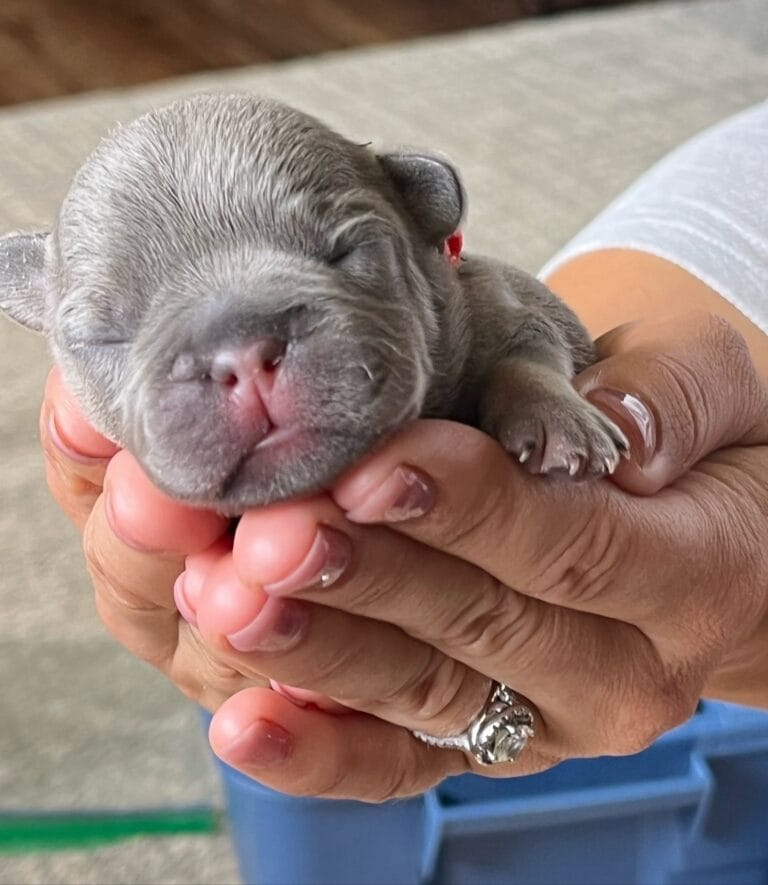 Exciting News: New Litter of Lilac French Bulldog Puppies!