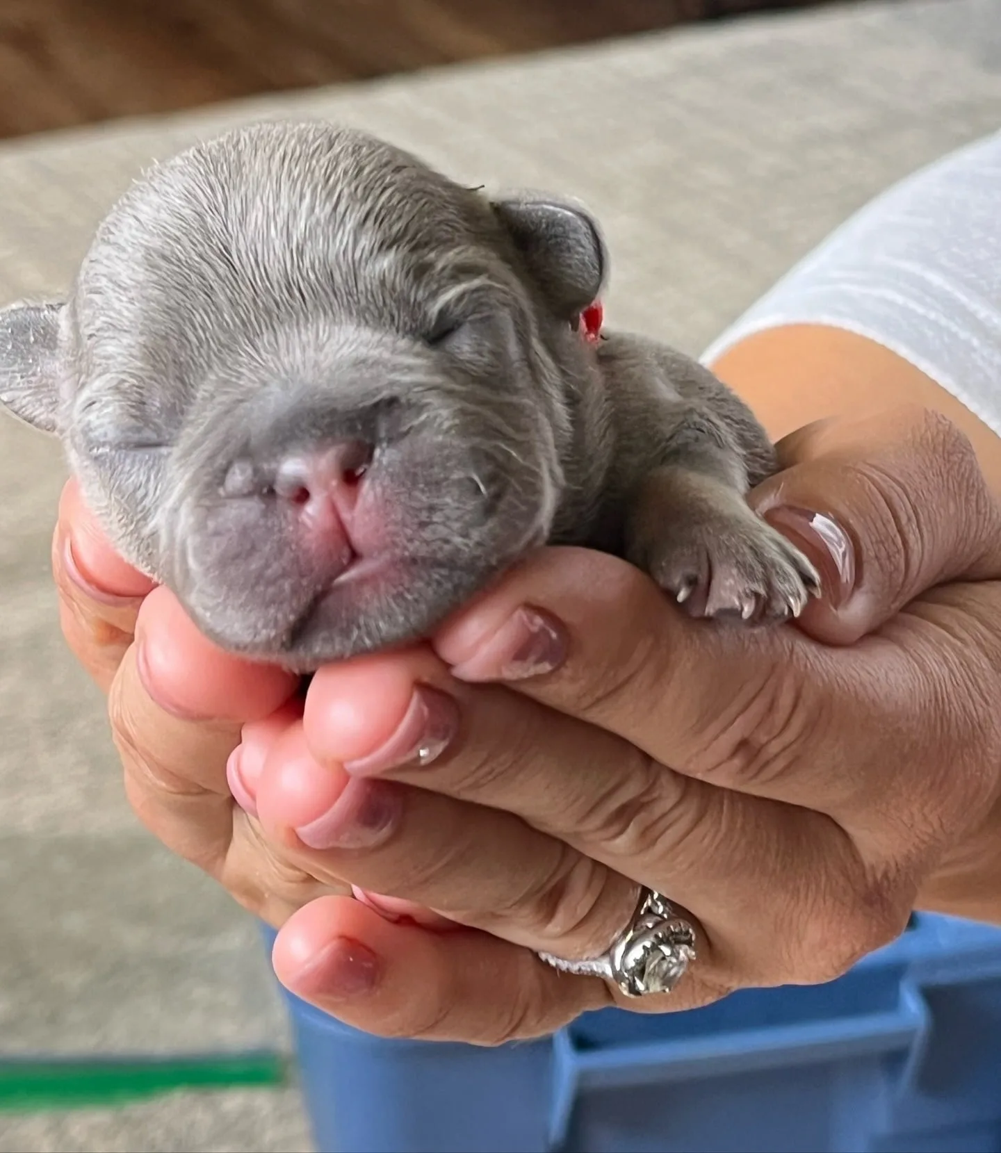 BluFrenchibles Trusted AKC CKC Puppies and Studs