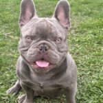 Thor, Lilac French Bulldog Stud