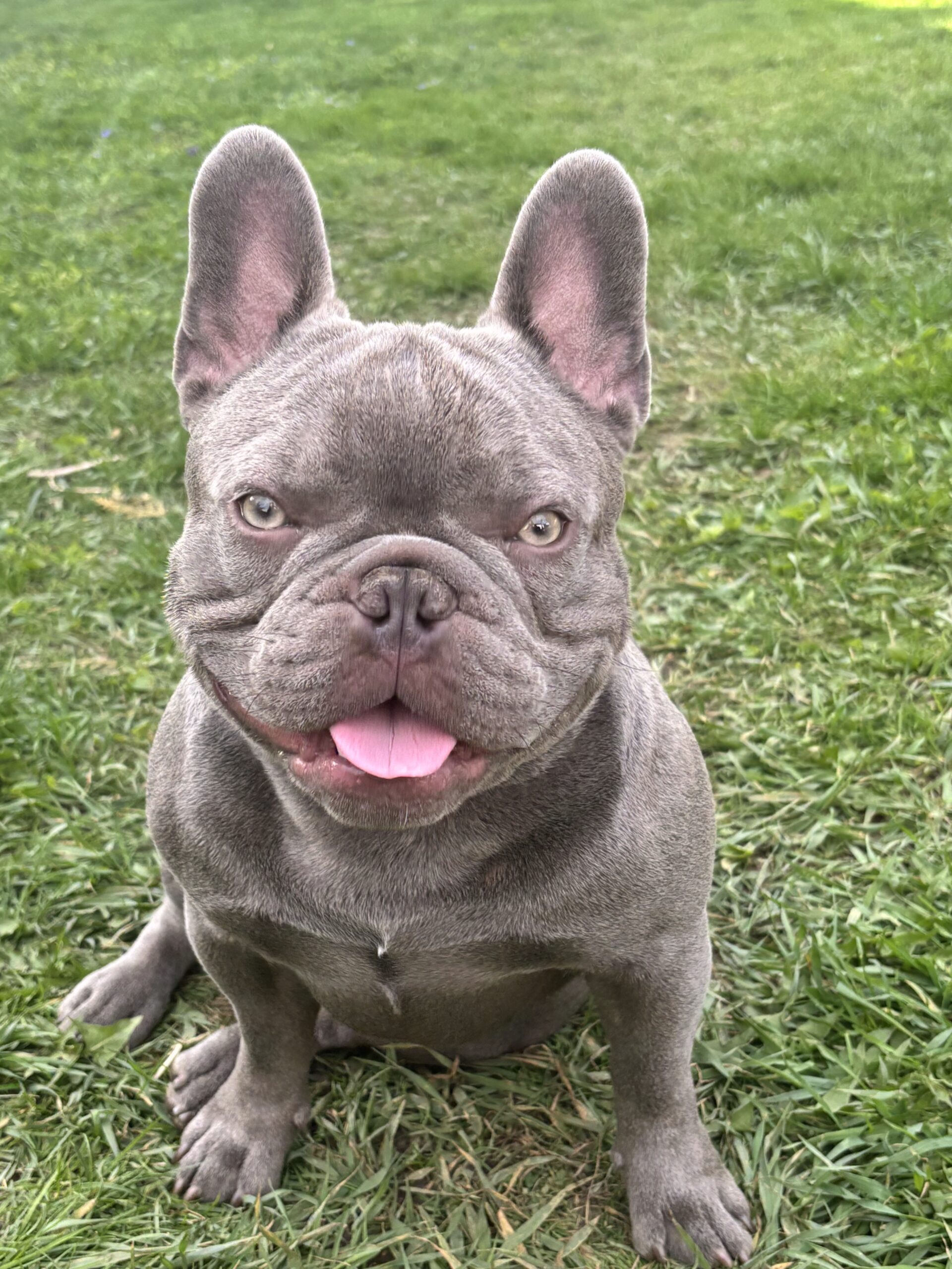 Thor, Lilac French Bulldog Stud