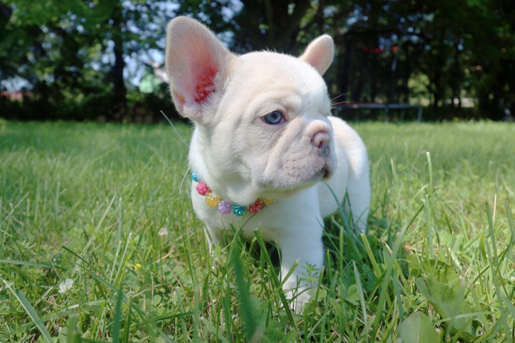 Pearl, Lilac Platinum French Bulldog