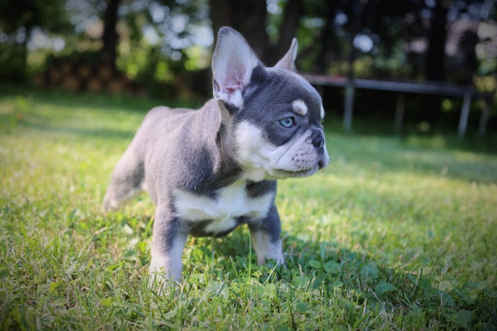 Cedric, our Lilac and Tan French Bulldog Puppy.
