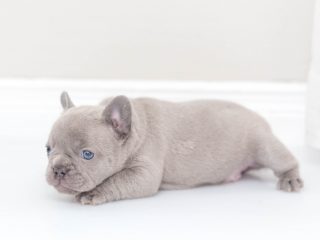 ckc registered puppies