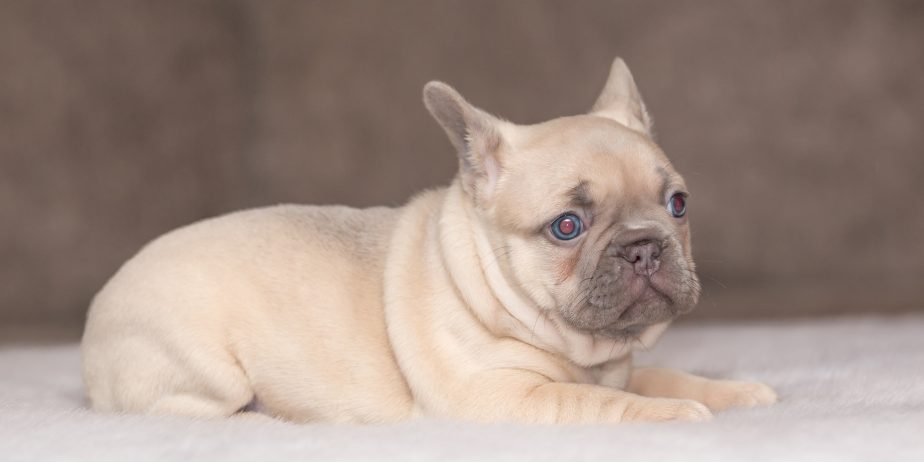 ckc registered puppies